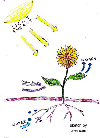 Plant Cell Parts And Functions!!! | Damon Gonzales ... cell energy photosynthesis diagram 